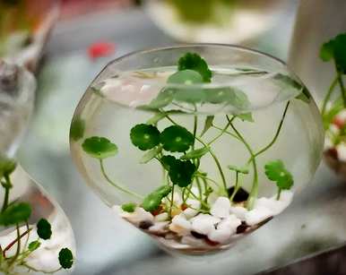 水培蔬菜品种齐全，水培花有哪些品种？