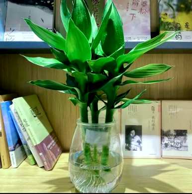 水培蔬菜品种齐全，水培花有哪些品种？
