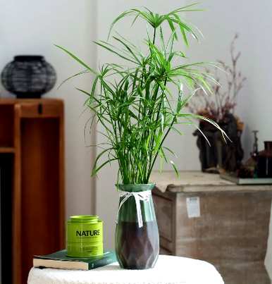水培蔬菜品种齐全，水培花有哪些品种？