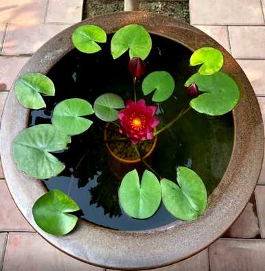 水培蔬菜品种齐全，水培花有哪些品种？