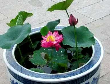 水培蔬菜品种齐全，水培花有哪些品种？