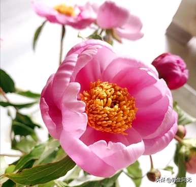 牡丹花语代表什么，牡丹花语是什么意思？