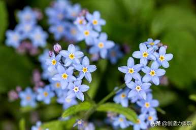 夏天什么花最好看，夏天开什么花？