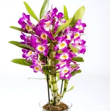 野生石斛兰开花图片，石斛兰何时开花