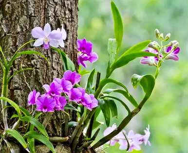 野生石斛兰开花图片，石斛兰何时开花