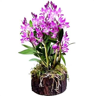 野生石斛兰开花图片，石斛兰何时开花
