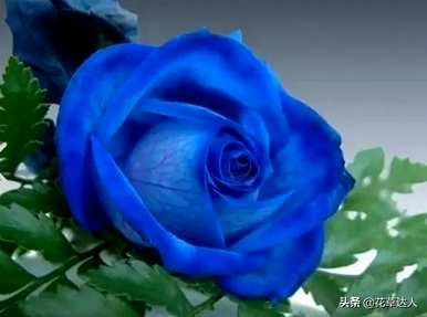 蓝妖姬玫瑰花语是什么，蓝妖姬玫瑰花语是什么？