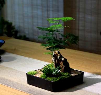 怎样养芦笋又绿又有光泽，芦笋怎么养才绿？