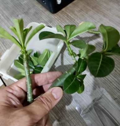 如何繁殖沙漠玫瑰，如何繁殖沙漠玫瑰