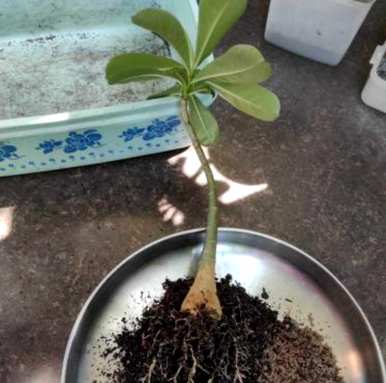 如何繁殖沙漠玫瑰，如何繁殖沙漠玫瑰