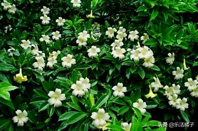 非洲茉莉花的含义是什么，非洲茉莉花的含义和象征是什么