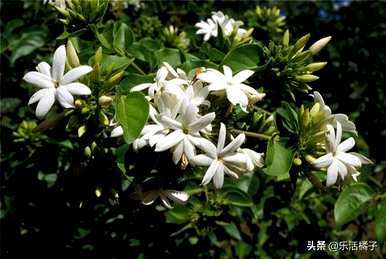 非洲茉莉花的含义是什么，非洲茉莉花的含义和象征是什么