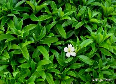 非洲茉莉花的含义是什么，非洲茉莉花的含义和象征是什么