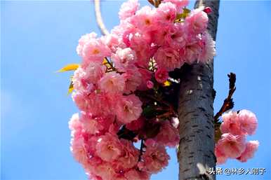 三月有哪些花开，三月有哪些花开