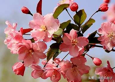 三月有哪些花开，三月有哪些花开