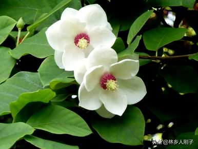 三月有哪些花开，三月有哪些花开