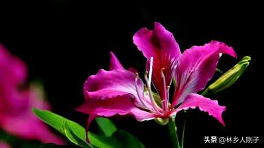 三月有哪些花开，三月有哪些花开
