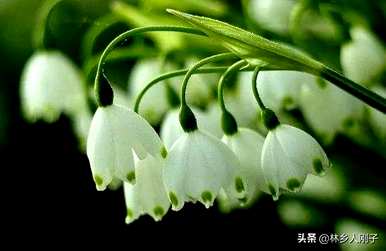三月有哪些花开，三月有哪些花开