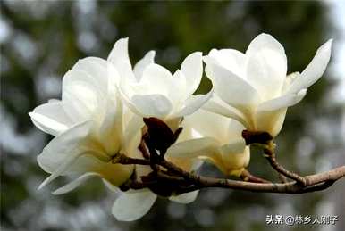 三月有哪些花开，三月有哪些花开