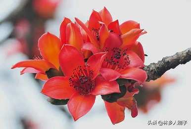 三月有哪些花开，三月有哪些花开
