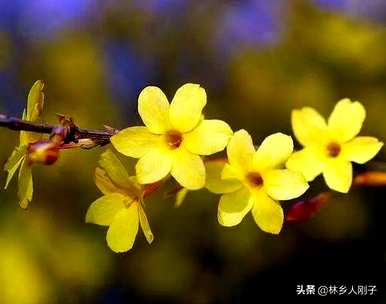 三月有哪些花开，三月有哪些花开
