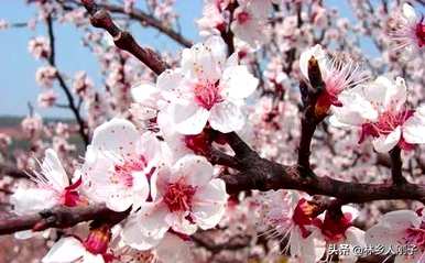 三月有哪些花开，三月有哪些花开