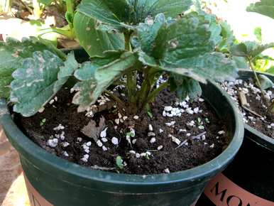 如何种植草莓，如何种植草莓，施用什么肥料