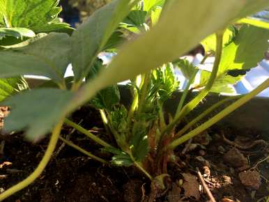 如何种植草莓，如何种植草莓，施用什么肥料