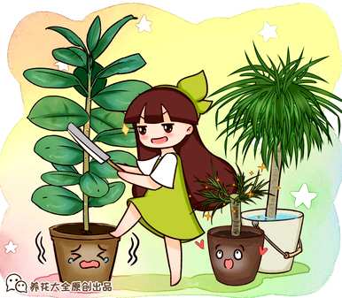 如何养橡皮树最好的方法，如何养橡皮树最好