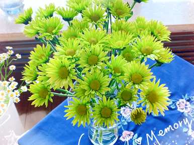 如何养殖红色碎花小雏菊，如何养殖小雏菊？