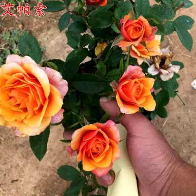 大花月季有哪些品种，大花月季有哪些品种？