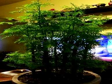 如何培育水杉盆景，如何制作水杉丛林盆景