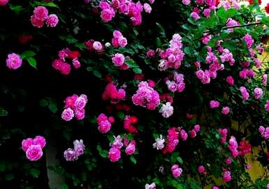 玫瑰花语的意思是什么？玫瑰花语是什么意思？