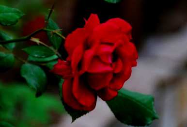 玫瑰花语的意思是什么？玫瑰花语是什么意思？