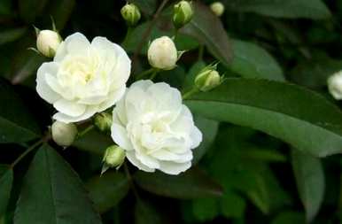 玫瑰花语的意思是什么？玫瑰花语是什么意思？