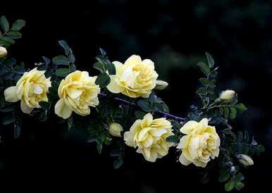 玫瑰花语的意思是什么？玫瑰花语是什么意思？