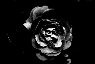 玫瑰花语的意思是什么？玫瑰花语是什么意思？