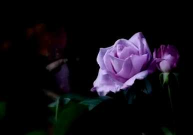 玫瑰花语的意思是什么？玫瑰花语是什么意思？