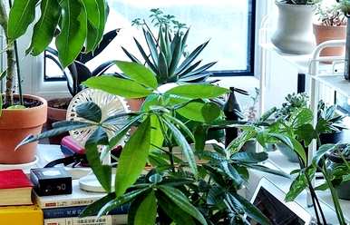 冬天怎么养盆栽红薯花，哪些盆栽花好看又好养？