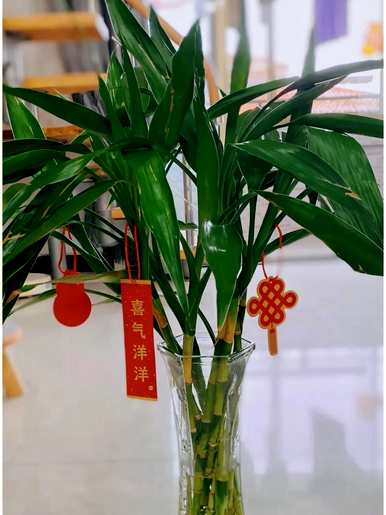 冬天怎么养盆栽红薯花，哪些盆栽花好看又好养？