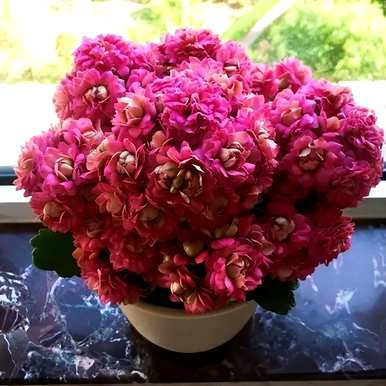 冬天怎么养盆栽红薯花，哪些盆栽花好看又好养？