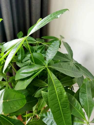 冬天怎么养盆栽红薯花，哪些盆栽花好看又好养？