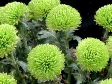 球菊是一棵栽一盆的吗？球菊怎么养才能爆盆？