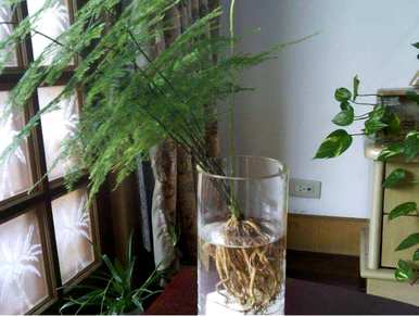夏天吊兰怎么养才能更旺盛，夏天金鱼吊兰落叶怎么办？