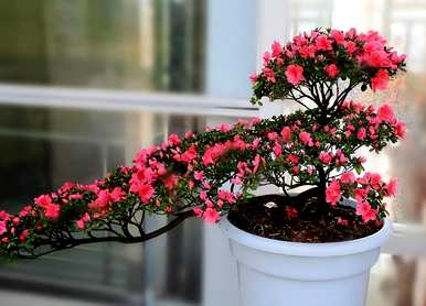 如何保持杜鹃花开花，如何让杜鹃花开花？