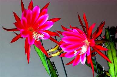 如何扦插令箭荷花？