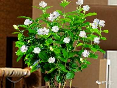 客厅里什么植物好养又好看？客厅买什么植物好养又好看？