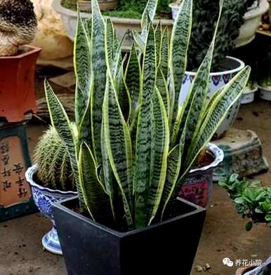 客厅里什么植物好养又好看？客厅买什么植物好养又好看？