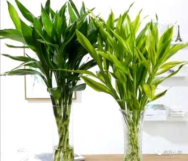 客厅里什么植物好养又好看？客厅买什么植物好养又好看？