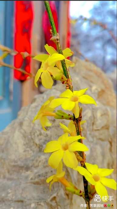 春花象征着春花，春花象征着什么意义？